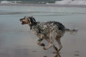 Lizzie at the beach