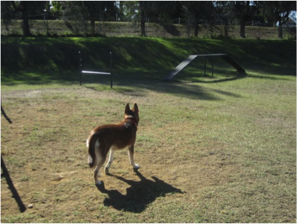 dog-walking-brisbane