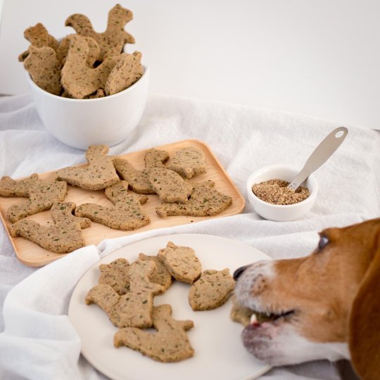 Beagle Brendan can't wait to eat his treats!