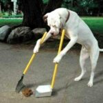 dog-cleanin-poo-e1437671115265