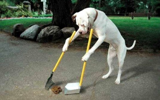 dog-cleanin-poo-e1437671115265