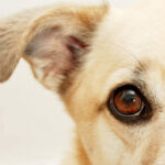 Close-up of an adorable dog's face