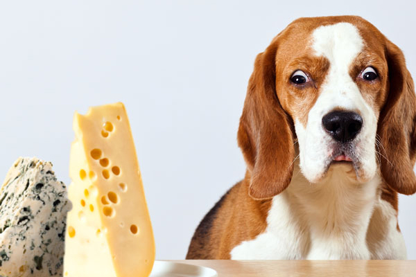 A-dog-looking-shocked-and-surprised-about-cheese