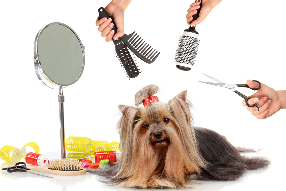 Yorkshire terrier grooming at the salon for dogs